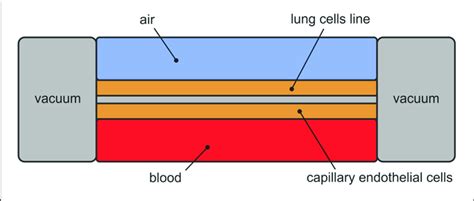 Schematic View Of Lung On A Chip Download Scientific Diagram