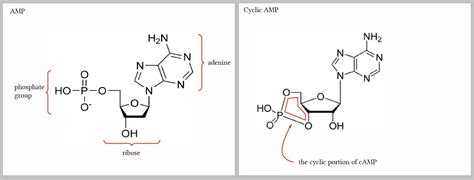 Cyclic Amp Camp Deranged Physiology