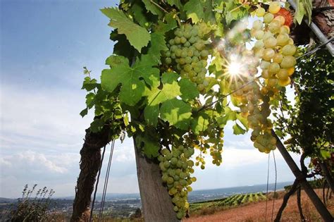 Oberschopfheimer Winzer Steigen Beim Badischen Winzerkeller Aus