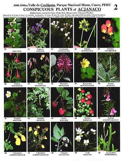 Field Guides Plant Guide Plants Field Guide