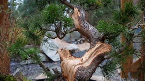 How To Create Deadwood On A Pine Bonsai Tree Youtube