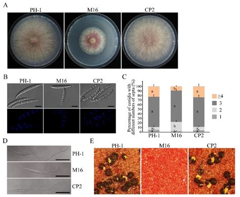 Defects Of The Sgh Mutant In Growth Conidiogenesis Conidial