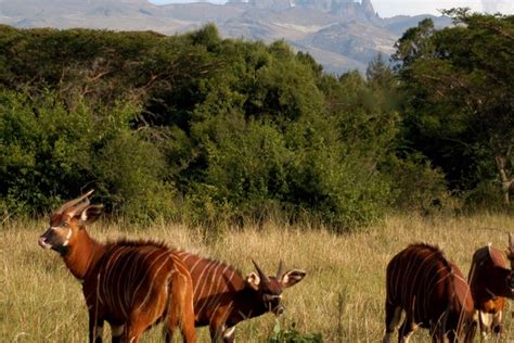 MOUNT KENYA NATIONAL PARK - Jestar Travel