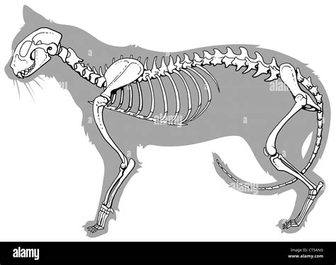 Esqueleto De Gato Dibujo