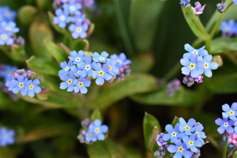 Types Of Light Blue Flowers