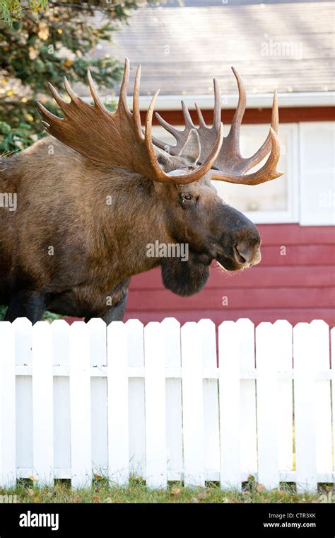 Large Bull Moose Hi Res Stock Photography And Images Alamy