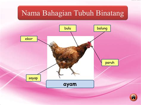 Dunia Sains Dan Tekn0l0gi Tahun 1 Nama Bahagian Tubuh Binatang