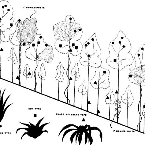 Hypothetical Tree Illustrating How Vascular Epiphytes In Humid Forests Download Scientific