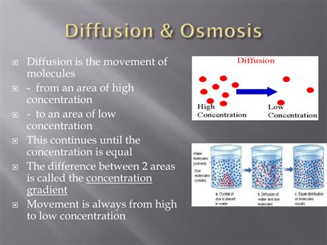 Ppt Diffusion And Osmosis Powerpoint Presentation Free Download Id 3441600