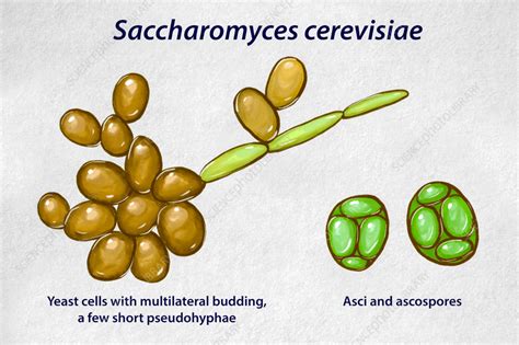 Saccharomyces Cerevisiae Budding