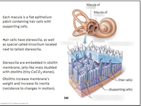 Ear - 4 (Maculae with Notes) Diagram | Quizlet