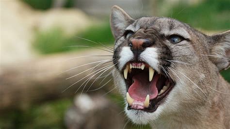 Mountain Lion Roar