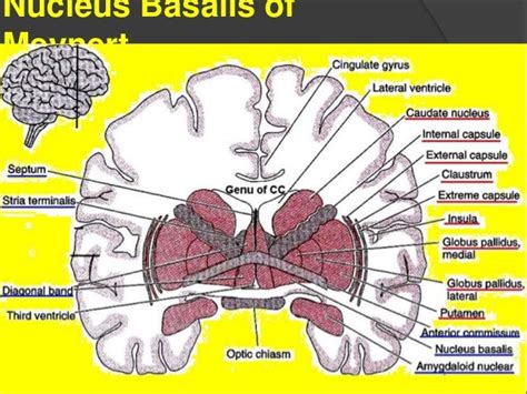 Basal Forebrain Components - Schizophrenia - Limbic Connections - San…