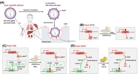 Site Specific Genome Editing In Treatment Of Inherited Diseases