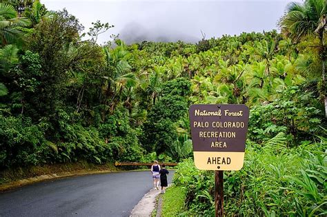 The Most Beautiful Rainforests In The United States Worldatlas