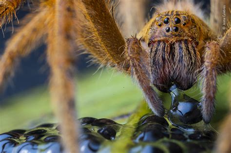 The Spiders Supper Wildlife Photographer Of The Year Natural