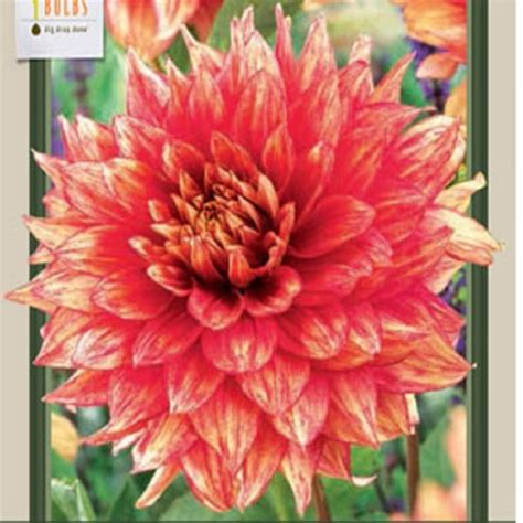 Bulb Dahlia Dazzling Magic Ted Lare Design Build