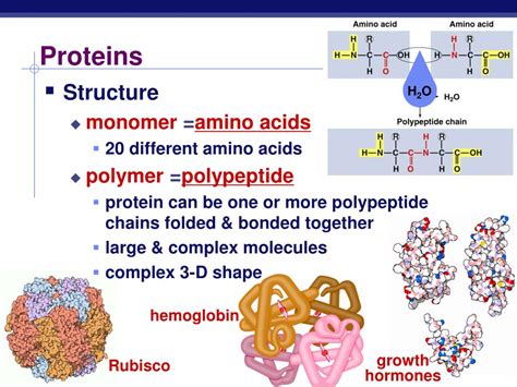 Ppt Proteins Powerpoint Presentation Free Download Id479997