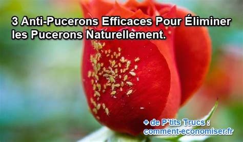 Vous Cherchez Un Anti Puceron Naturel Pour Liminer Ces Petits Insectes