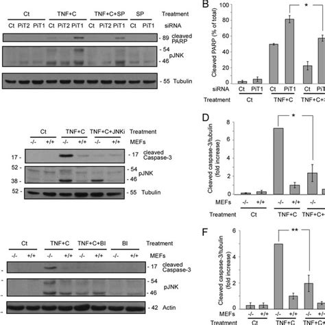 Jnk Sustained Activity Is Increased In Pit Depleted Cells A And B