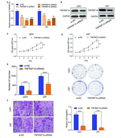 Downregulation Of Tnfrsf A Inhibited Glioma Cell Proliferation And