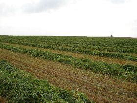 Windrow Grazing Annual Forages To Extend The Grazing Season Biobridtech