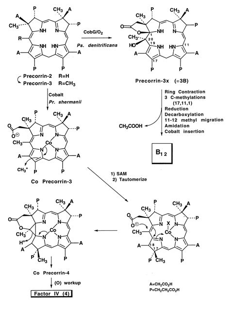 Biosynthesis Of Vitamin B Factor Iv A New Intermediate In The