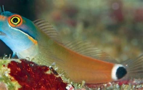 Blenny Saltwater Fish Species | Tank Facts