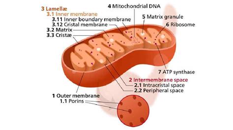 The Mitochondrial Structure And Processes Of Cellular Respiration