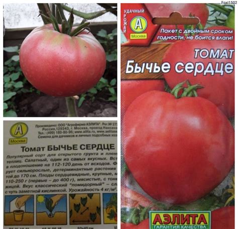 Томат Бычье сердце - характеристика, описание сорта, фото и отзывы
