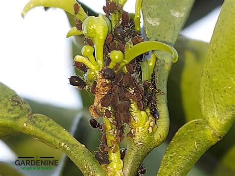 11 Common Lemon Tree Pests: Identification Pictures + Control | Gardenine