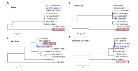 Phylogenetic Trees The Lysins The Replicase The Tail Fiber