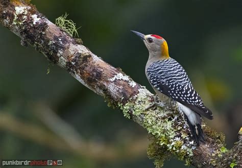 Hoffmann S Woodpecker Melanerpes Hoffmannii Cartago Cos Flickr