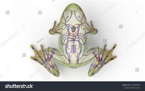 Frog Heart Diagram Back View