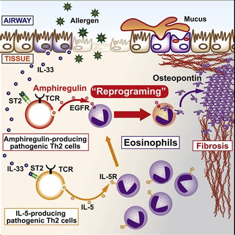 Amphiregulin Producing Pathogenic Memory T Helper 2 Cells Instruct