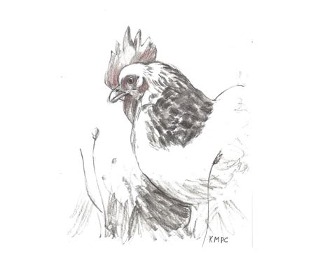 Chicken Hen Print From Original Charcoal Drawing Sussex Hen Animal Bird