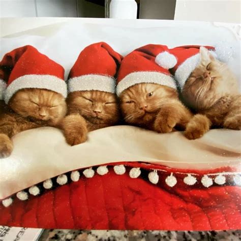 Four Cats In Santa Hats Are Sleeping On A Pillow