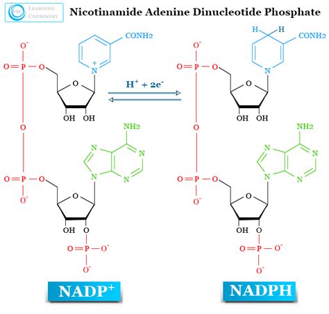 تفاوت بین NAD و NADP چیست آینده نگاران مغز