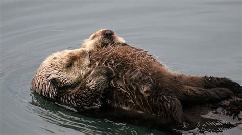 Southern Sea Otter Enhydra Lutris Ssp Nereis San Luis Ob Flickr