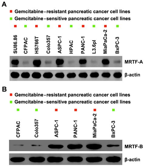 The MRTF A B Function As Oncogenes In Pancreatic Cancer