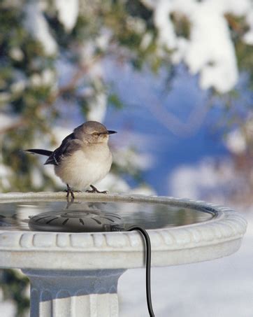 Amazon Uresmat Bird Bath Heater With Ft Birdbath Deicer With