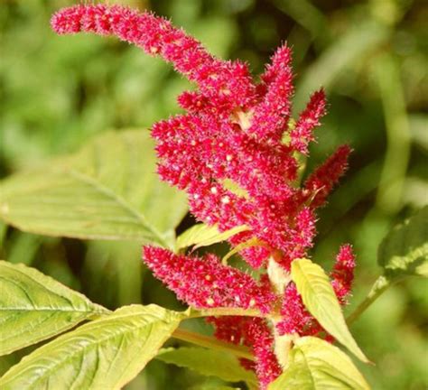 Амарант - Питомник растений Санкт-Петербург. Арника - рассада и саженцы ...
