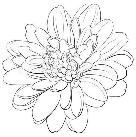 #chrysanthemum #flower #drawing #simple # ...