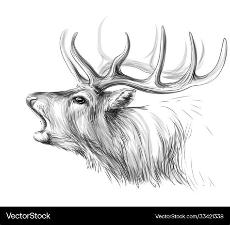 Deer Sketch Artistic Black And White Portrait Vector Image