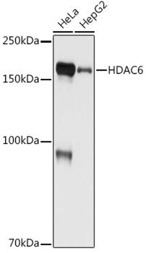 Anti Hdac6 抗体 Assay Genie