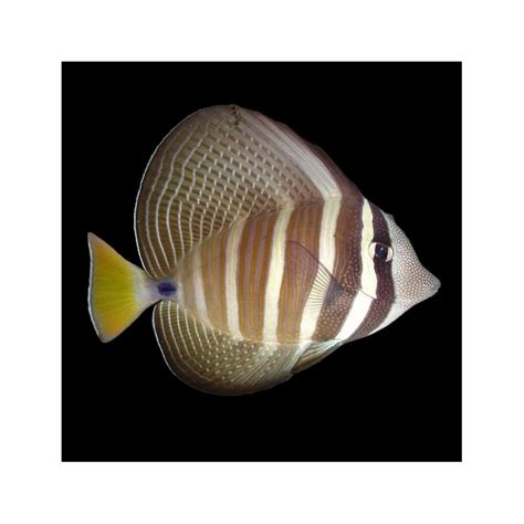 Zebrasoma Veliferum - Sailfin Tang (S)