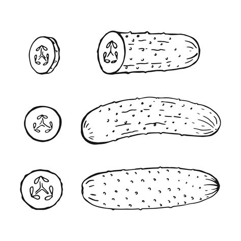 Set Of Cucumber Outline Hand Drawn Vector Illustration Farm Market