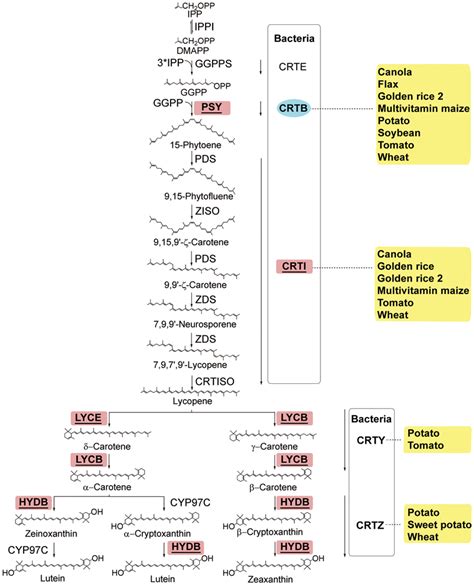 Folate Biosynthesis Pathway