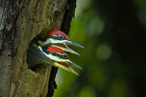 Birds Woodpeckers Tree Free Photo On Pixabay Pixabay