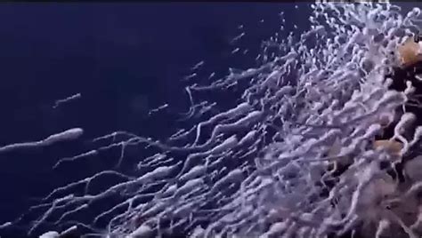 Kamera Tief In Mias Vagina Xhamster